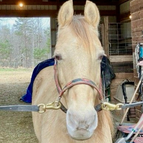 Meet your Posher, Pam - Picture 3 of 16